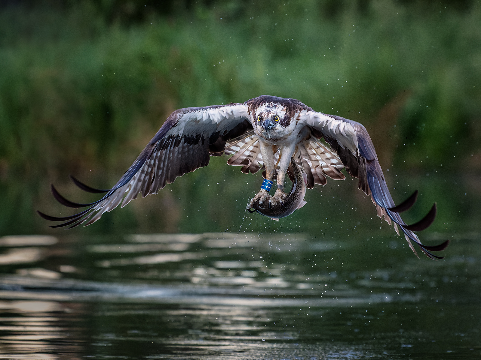 Osprey With Trout.jpg